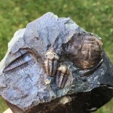 Ellipsocephalus hoffi